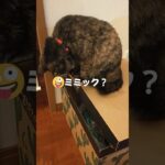 【猫バトル】まるでミミックのようなルナ  猫おもしろ動画 猫可愛い #保護猫 #保護猫達の日常 #猫  #猫のいる生活 #猫のいる暮らし  #ねこ