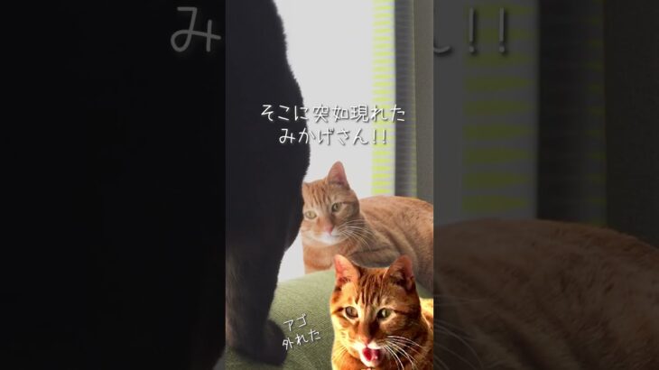 ソファでまったり寛ぐチャー氏に迫る黒い影🥷　#猫のいる暮らし