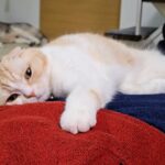 猫と犬と一緒にこたつに入るとかわいい現象が起きる…