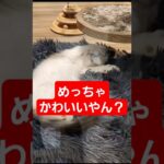 てへぺろ☆（笑）#猫 #動物 #睡眠 #俺#かわいい  #笑える #おもしろ #ナルシスト #推し #質問 #かわいいだけじゃだめですか #メビシガくん #コスプレ #イケメン#可愛くてごめん#女性