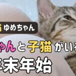 【保護猫】子猫と赤ちゃん‥家族が増えた我が家の年末年始