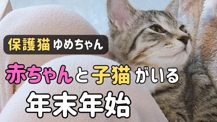 【保護猫】子猫と赤ちゃん‥家族が増えた我が家の年末年始