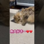 #ペルシャ　#猫　#猫癒し動画