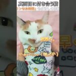 猫のおもしろ動画にツッコミどころ満載なアフレコしてみた＃231【ラッピング】【ハプニング映像】#shorts　#アフレコ #面白動画