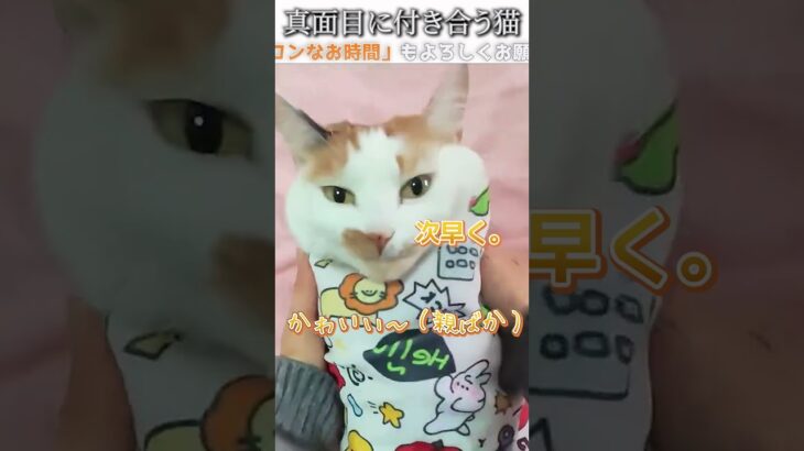 猫のおもしろ動画にツッコミどころ満載なアフレコしてみた＃231【ラッピング】【ハプニング映像】#shorts　#アフレコ #面白動画