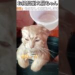 猫のおもしろ動画にツッコミどころ満載なアフレコしてみた＃237【お風呂】【ハプニング映像】#shorts　#アフレコ #面白動画