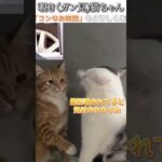 猫のおもしろ動画にツッコミどころ満載なアフレコしてみた＃241【ガン見】【ハプニング映像】#shorts　#アフレコ #面白動画