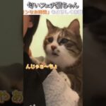 猫のおもしろ動画にツッコミどころ満載なアフレコしてみた＃243【変化】【ハプニング映像】#shorts　#アフレコ #面白動画