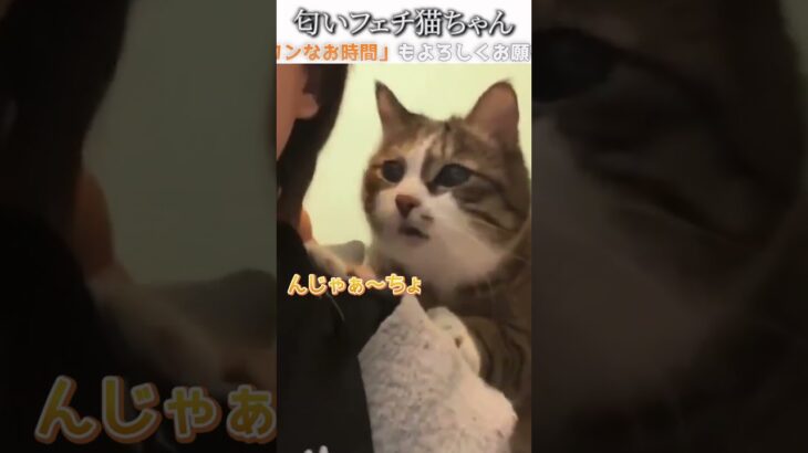 猫のおもしろ動画にツッコミどころ満載なアフレコしてみた＃243【変化】【ハプニング映像】#shorts　#アフレコ #面白動画