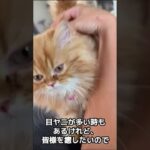 【愛猫】生後3ヶ月のモフモフ可愛い子猫お出迎え【ペルシャ猫】Moff♂ #猫 #ペット #shorts