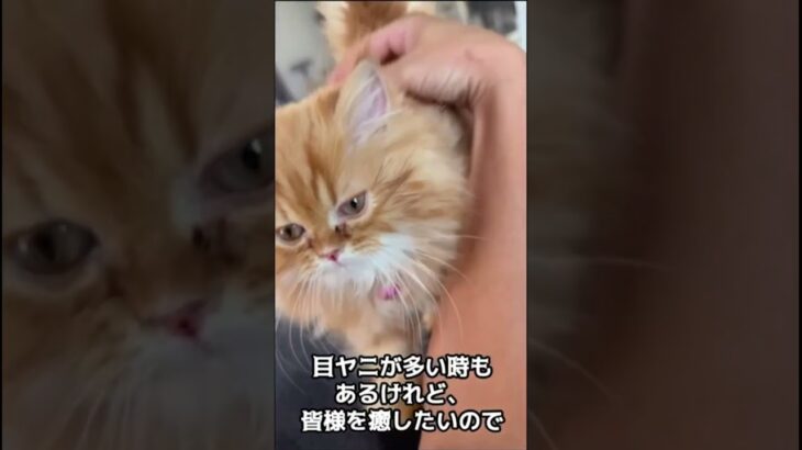 【愛猫】生後3ヶ月のモフモフ可愛い子猫お出迎え【ペルシャ猫】Moff♂ #猫 #ペット #shorts