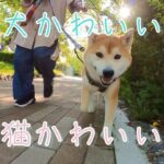 MV『犬かわいい、猫かわいい』かわいいバージョン