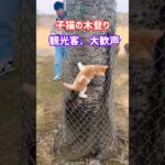 子猫の木登り🐈観光客、大歓声🦌NAR PARK