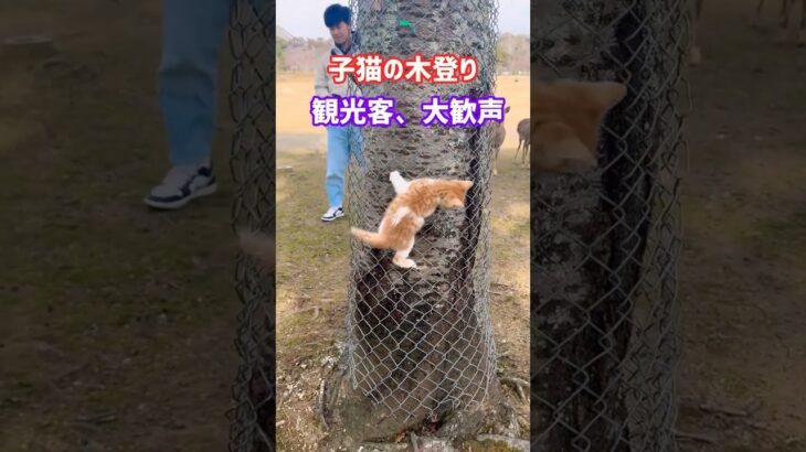 子猫の木登り🐈観光客、大歓声🦌NAR PARK