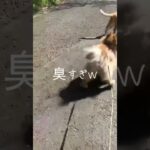 失礼で臭 #Shorts #おすすめ #犬 #猫 #動物 #ペット #おもしろ