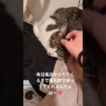 #子猫 #子猫のいる生活 #子猫の成長日記 #子猫動画 #保護猫 #猫のいる生活 #保護猫のいる暮らし #猫 #ネコ #babycat #猫の居る日常 #仔猫