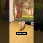 おはような猫 #猫かわいい #cat #とらまる