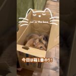 猫と一緒に遊びたい猫／プチハプニング【にじこた】 #猫 #cat