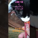 #ドラゴンクエスト #ドラクエ #cat #子ネコ #猫のいる暮らし #かわいい子ねこ #保護猫 #