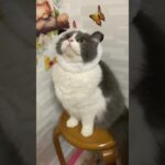 ルナちゃんパンダ🐼♯ルナちゃん♯マンチカン♯かわいい猫♯もふもふ猫♯cat♯貓♯おもしろ猫動画♯バカ猫♯癒し猫♯猫好きな人