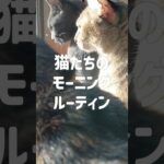 【ニャルソック？】庭監視を朝のルーティンとする猫たち #猫おもしろ動画 #猫好きさんと繋がりたい #保護猫のいる暮らし #保護猫 #猫のいる生活 #ネコのいる暮らし #cat #cats