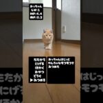 【もふもふ子猫】ドアをあけると駆け込んで階段を駆け上がって廊下を占拠します #もふもふ子猫 #cat #かわいい子猫 #kitten #面白い子猫 #子猫 #ねこ