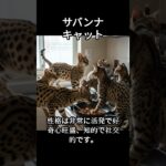 サバンナキャットのかわいい生態、雑学【猫】#cat#catshortsvideo #ねこ #ネコ #猫 #子猫  #かわいい #雑学 #豆知識 #解説