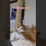 #かわいい猫#ありがとう#癒し#ほのぼの#cat#ねこ#猫のいる暮らし#ほっこり#寝る#love#キャットタワー#ハンモック#保護猫