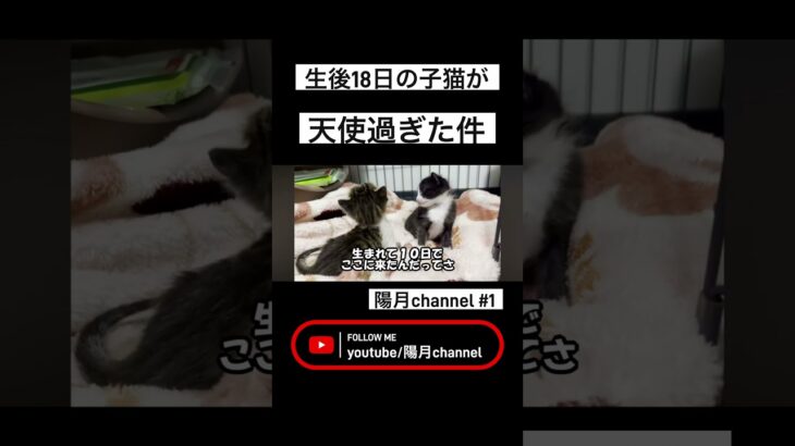 【陽月channel #1】生後18日の子猫が天使過ぎた件《切り抜き》#保護猫 #子猫兄弟 #子猫 #陽月channel#ようるあ