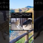 やばい可愛すぎる #twitter #tiktok #shorts #動物 #ねこ #いぬ #かわいい #かわいい猫 #かわいい犬 #おもしろ #面白い