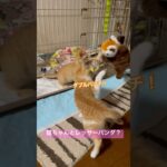 猫ちゃんとレッサーパンダ？#猫のいる暮らし #子猫