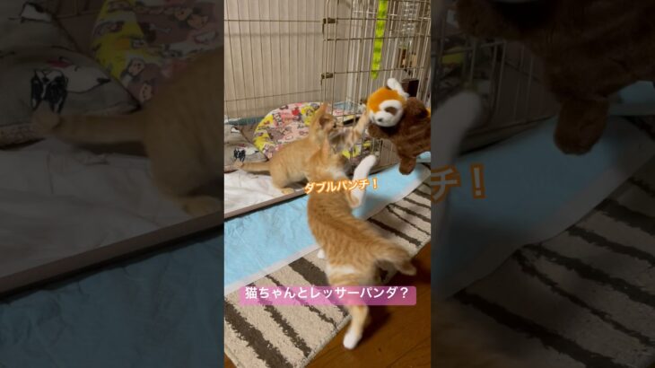 猫ちゃんとレッサーパンダ？#猫のいる暮らし #子猫