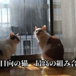 【癒し猫】雪と日向と猫