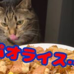 映える猫のおやつ！を…作るつもりが…