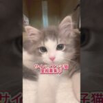 #里親募集中子猫アゴはネコ  #サイベリアン子猫