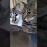 #猫のいる暮らし #保護猫 #猫のいる生活 #猫 #癒し