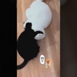 癒し確定！かわいい猫たちのベストコンピレーション  #猫 #かわいい #癒し #おもしろ動画 #猫好き