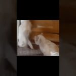 おもしろ猫動画