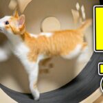 回し車を全力で回しすぎて吹き飛ばされる子猫