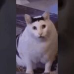 おもしろ猫動画