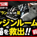 【子猫 保護】骨折…！？エンジンルームからケガした子猫を救出！！【前編】