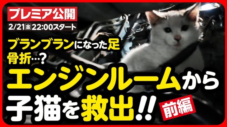 【子猫 保護】骨折…！？エンジンルームからケガした子猫を救出！！【前編】