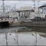 穏やかな野鳥の生活と猫とのハプニングな出会い他