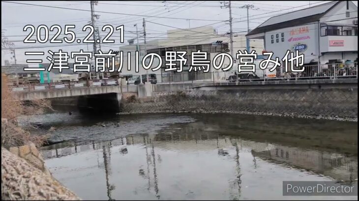 穏やかな野鳥の生活と猫とのハプニングな出会い他