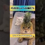 【おもしろ和み猫動画】方言をしゃべる猫たち「パイナップルの王様」他。#猫 #猫動画 #アフレコ #方言