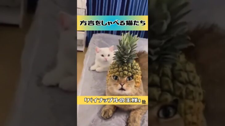 【おもしろ和み猫動画】方言をしゃべる猫たち「パイナップルの王様」他。#猫 #猫動画 #アフレコ #方言