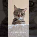 まんまるリカちゃん　 #保護猫 #ネコ #まんまる #猫 #猫のいる暮らし