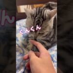 足場を取られる猫　#猫　#かわいい