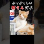 ふてぶてしい猫さんだよ!w250217 #おもしろ #爆笑 #ねこ