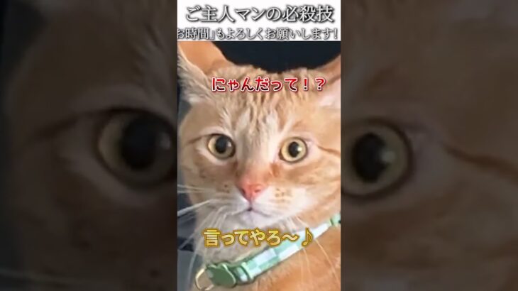 猫のおもしろ動画にツッコミどころ満載なアフレコしてみた＃248【ヒーロー】【ハプニング映像】#shorts　#アフレコ #面白動画